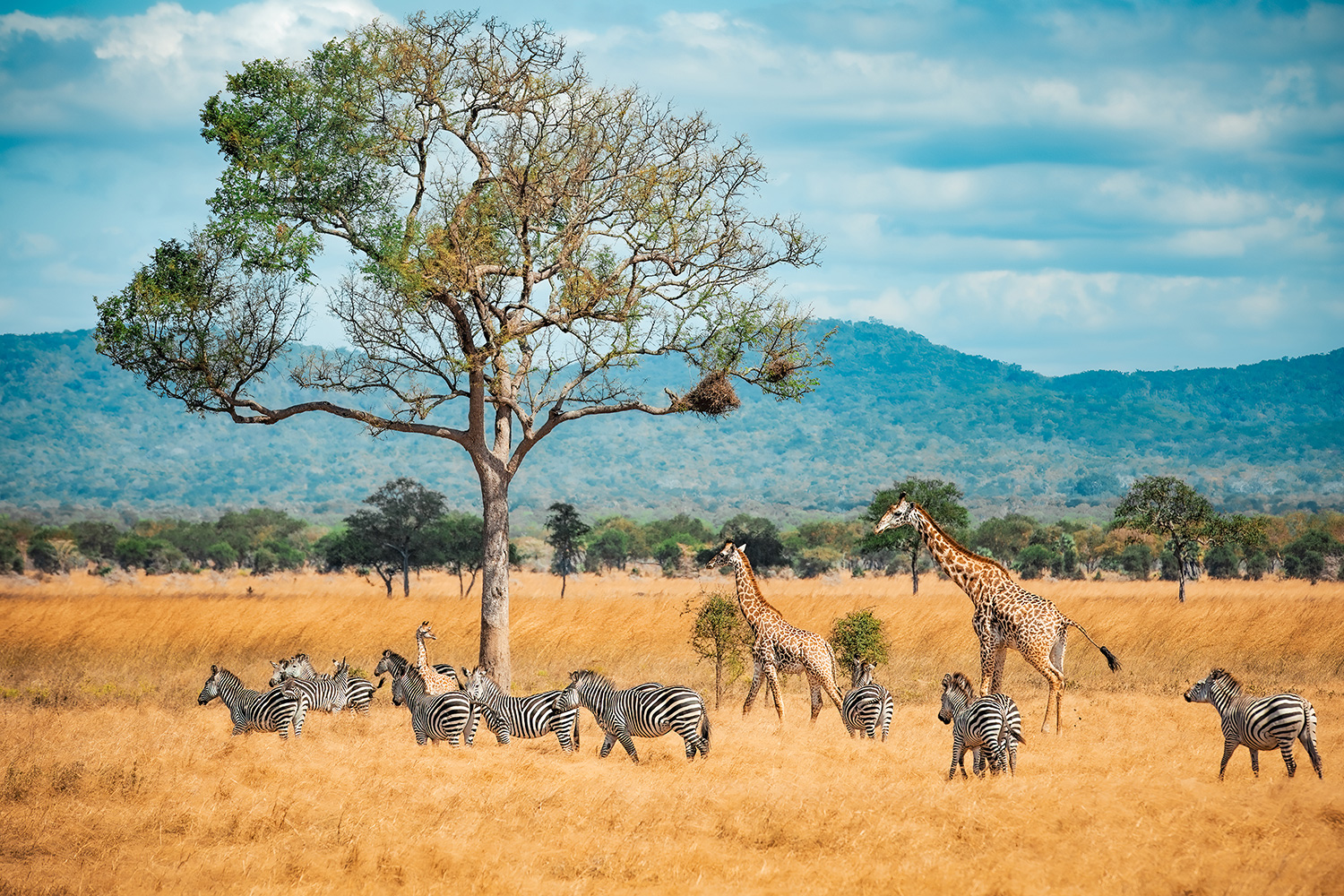 Tanzania